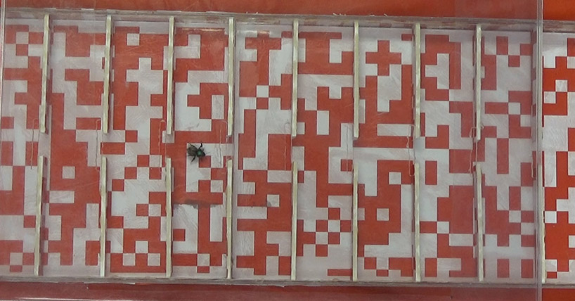 Bees exploration task