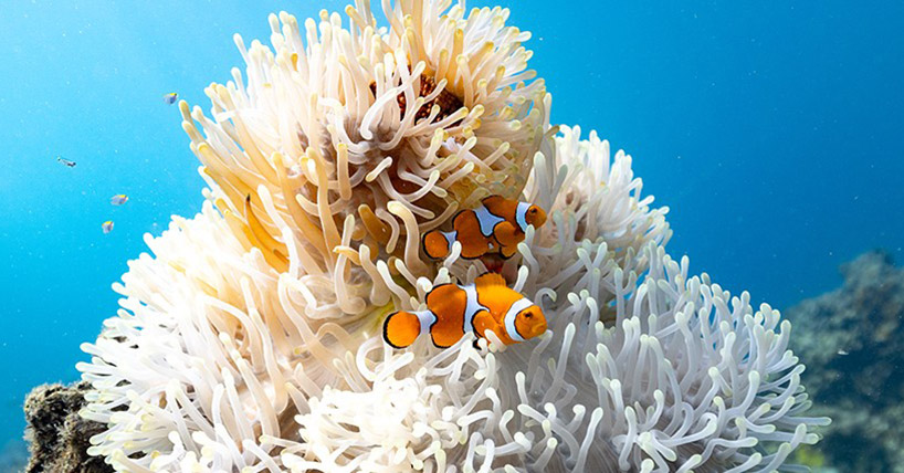 Clownfish in anemone