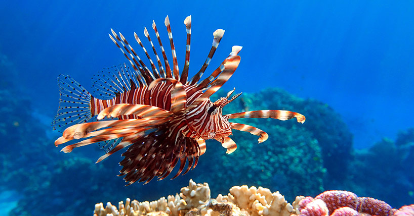 Lionfish on the coral reef