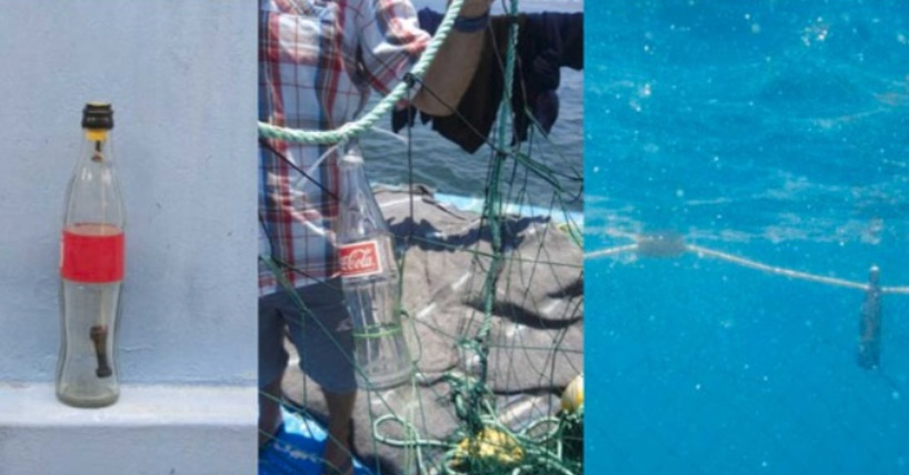 Newcastle University researchers have demonstrated that plastic bottles attached to fishing nets can help dolphins detect and avoid being caught and killed in the deadly gear.