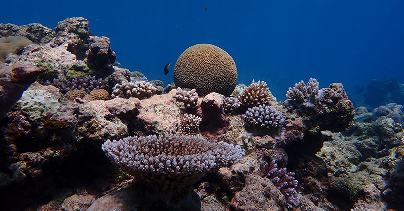 Coral reefs in one part of the Pacific Ocean have likely adjusted to higher ocean temperatures which could reduce future bleaching impacts of climate change, new research reveals. Coral reefs in one part of the Pacific Ocean have likely adjusted to higher ocean temperatures which could reduce future bleaching impacts of climate change, new research reveals.