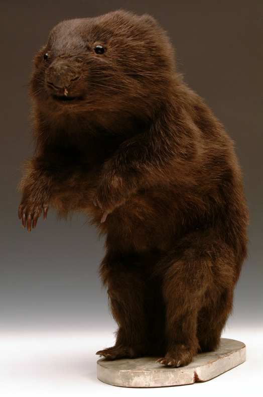 Wombat in GNM:Hancock's reimagined  Explore Gallery