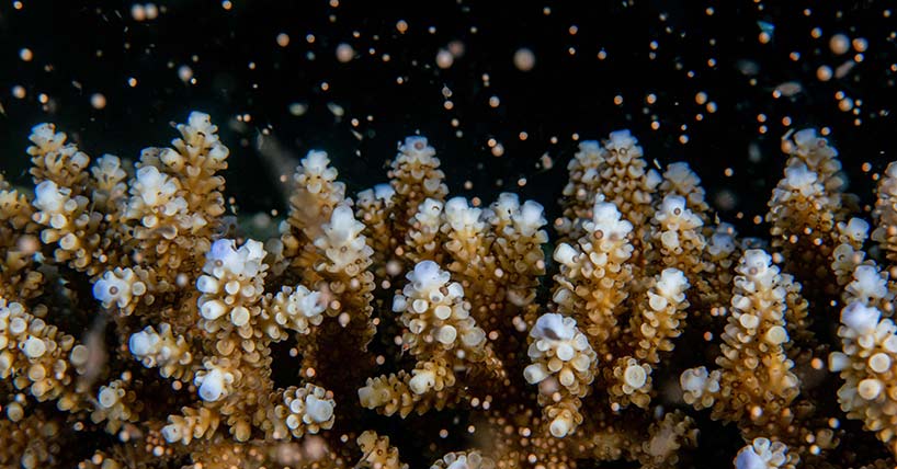 Coral spawning is used to produce selectively bred coral offspring. Photo credit: Jesse Alpert. Coral spawning is used to produce selectively bred coral offspring. Photo credit: Jesse Alpert.
