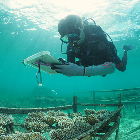 A diver at a coral breeding nursery in Palau