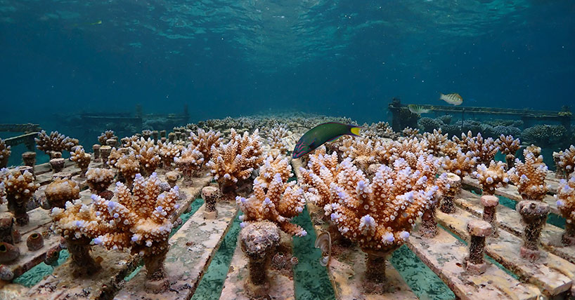 one year old pedigree tracked corals growing in an ocean nursery one year old pedigree tracked corals growing in an ocean nursery