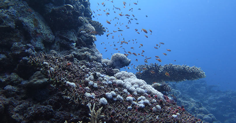 Coral reefs are important tropical coastal ecosystem that provide an oxygen-rich microhabitat shaped by the interplay of photosynthetic corals and algae