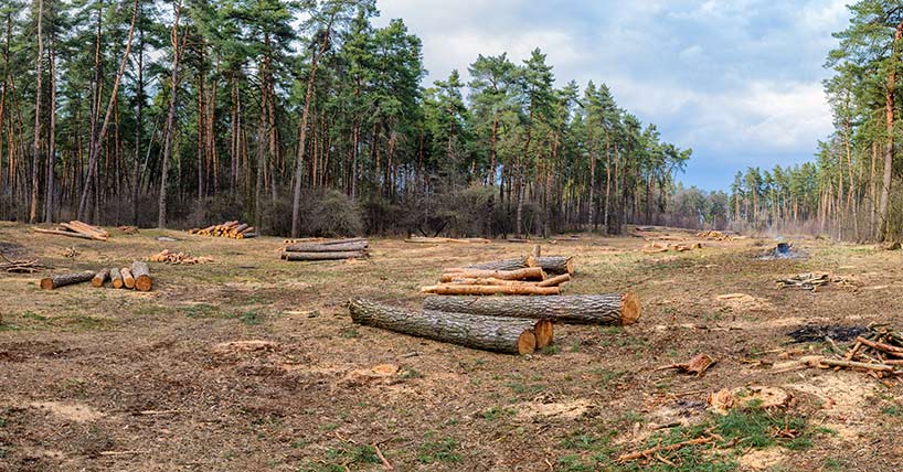 Cutting of trees Cutting of trees
