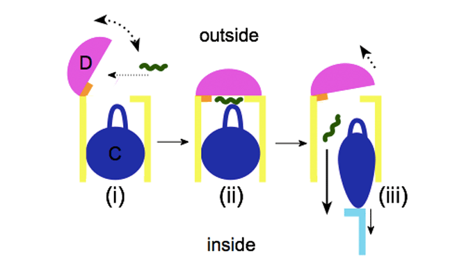 illustration showing operation of the bacteria discovery illustration showing operation of the bacteria discovery