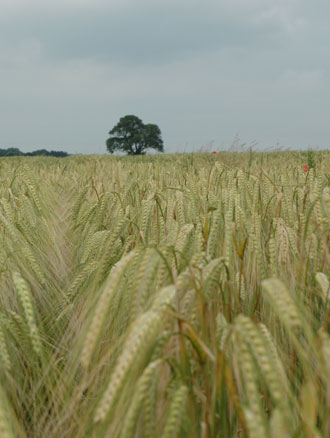 photograph photograph